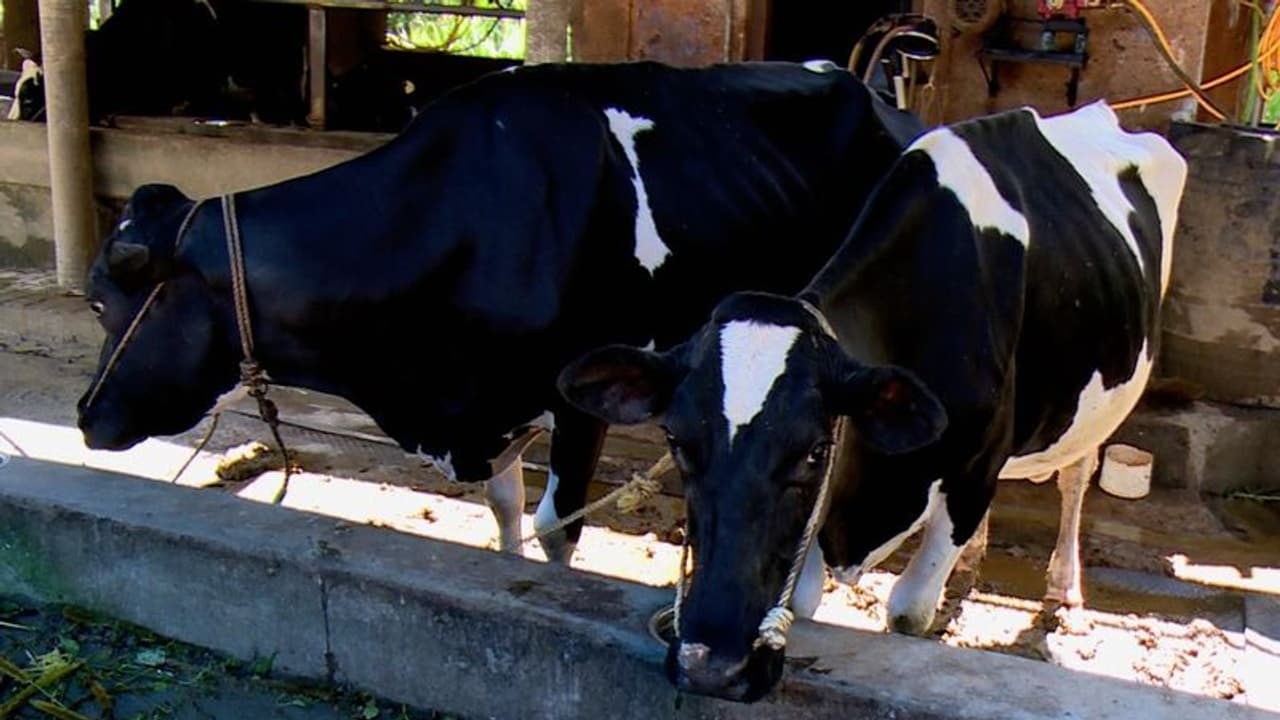 Karnataka: బంగారు నెక్లెస్ని మింగిన ఆవు.. ఏం చేశారంటే.. Karnataka: బంగారు నెక్లెస్ని మింగిన ఆవు.. ఏం చేశారంటే..