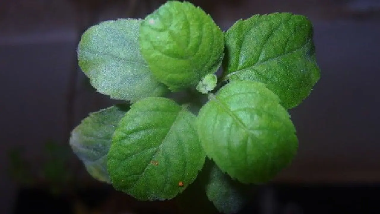 রাম না শ্যাম কোন তুলসী চারা ঘরে রাখলে সুখ সমৃদ্ধি বাড়ে? মনে রাখবেন তুলসী গাছ এভাবেই লাগাতে হয় 