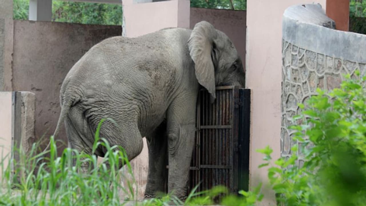 Delhi zoo | ശങ്കറിനൊരു പങ്കാളി വേണം, അല്ലെങ്കില്‍ തിരികെ കൊണ്ടുപോകണം; ആഫ്രിക്കയോട് ദില്ലി മൃഗശാല