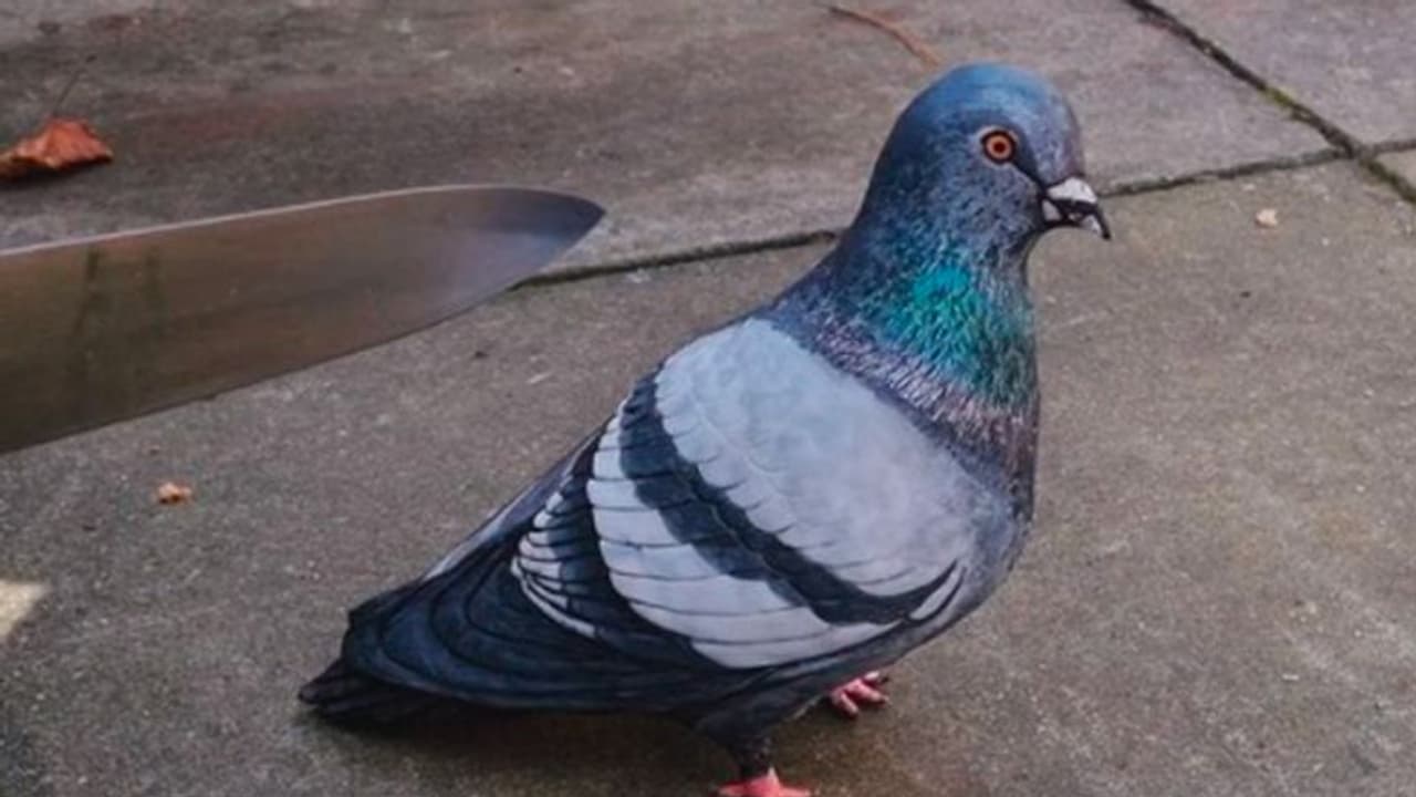 कबूतर और उसके पीछे दिखता चाकू फिर अचानक काट दिया, तस्वीर के पीछे की कहानी जानकर चौंक जाएंगे