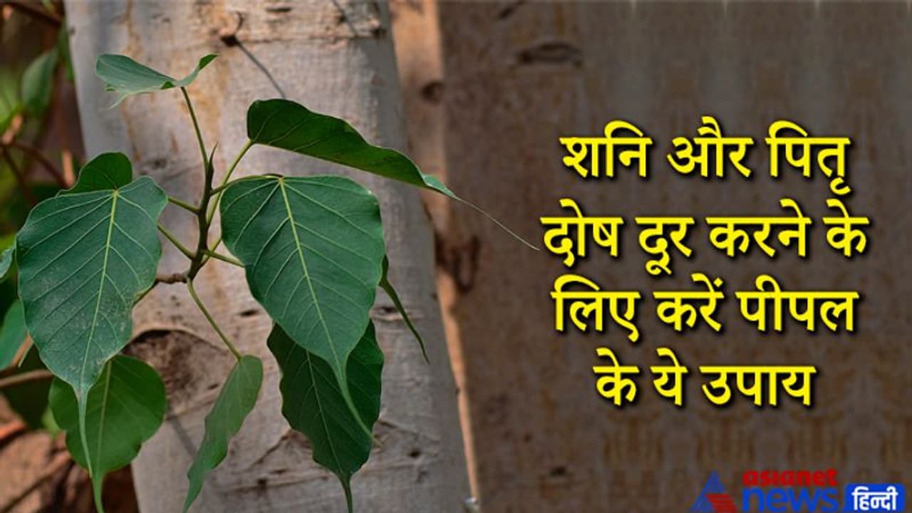 शनि और पितृ दोष दूर करने के लिए करें पीपल के ये आसान उपाय, इनसे हो सकता है धन लाभ भी शनि और पितृ दोष दूर करने के लिए करें पीपल के ये आसान उपाय, इनसे हो सकता है धन लाभ भी