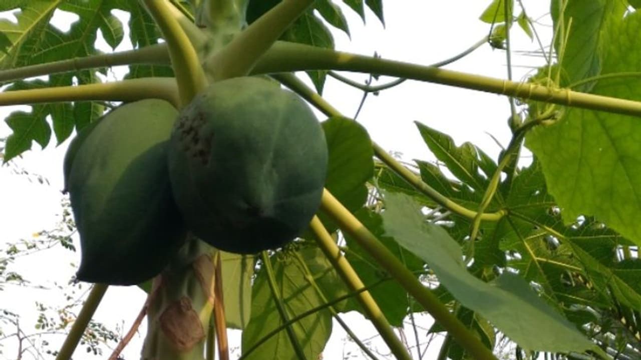 പപ്പായ പറിച്ച അമ്മായിഅമ്മയെ മരുമകൾ കത്തി കൊണ്ട് വെട്ടി; പൊലീസ് കേസെടുത്തു