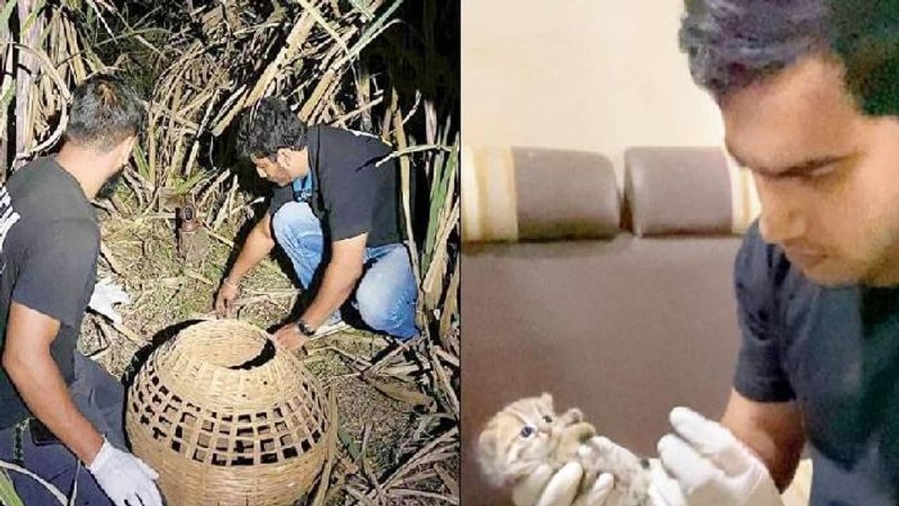 ലോകത്തിലെ തന്നെ ഇത്തിരിക്കുഞ്ഞൻ പൂച്ചകൾ, അനാഥമായ കുഞ്ഞിനെ അമ്മപ്പൂച്ചയോടൊപ്പമെത്തിച്ച് റെസ്ക്യൂ സംഘം ലോകത്തിലെ തന്നെ ഇത്തിരിക്കുഞ്ഞൻ പൂച്ചകൾ, അനാഥമായ കുഞ്ഞിനെ അമ്മപ്പൂച്ചയോടൊപ്പമെത്തിച്ച് റെസ്ക്യൂ സംഘം