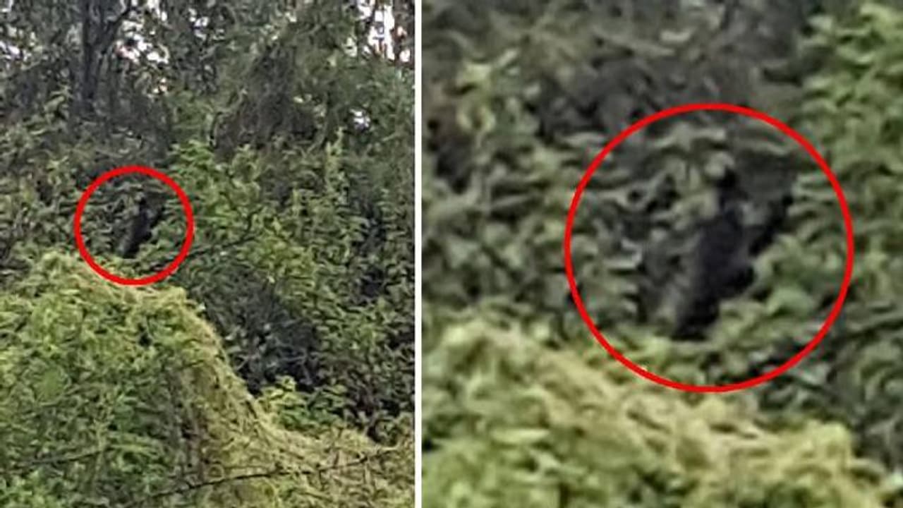 'നായമനുഷ്യൻ' പിന്തുടർന്നു, ജീവൻ തന്നെ അപകടത്തിലായി, വിചിത്രവാദവും ചിത്രങ്ങളുമായി യുവാവ് 'നായമനുഷ്യൻ' പിന്തുടർന്നു, ജീവൻ തന്നെ അപകടത്തിലായി, വിചിത്രവാദവും ചിത്രങ്ങളുമായി യുവാവ്