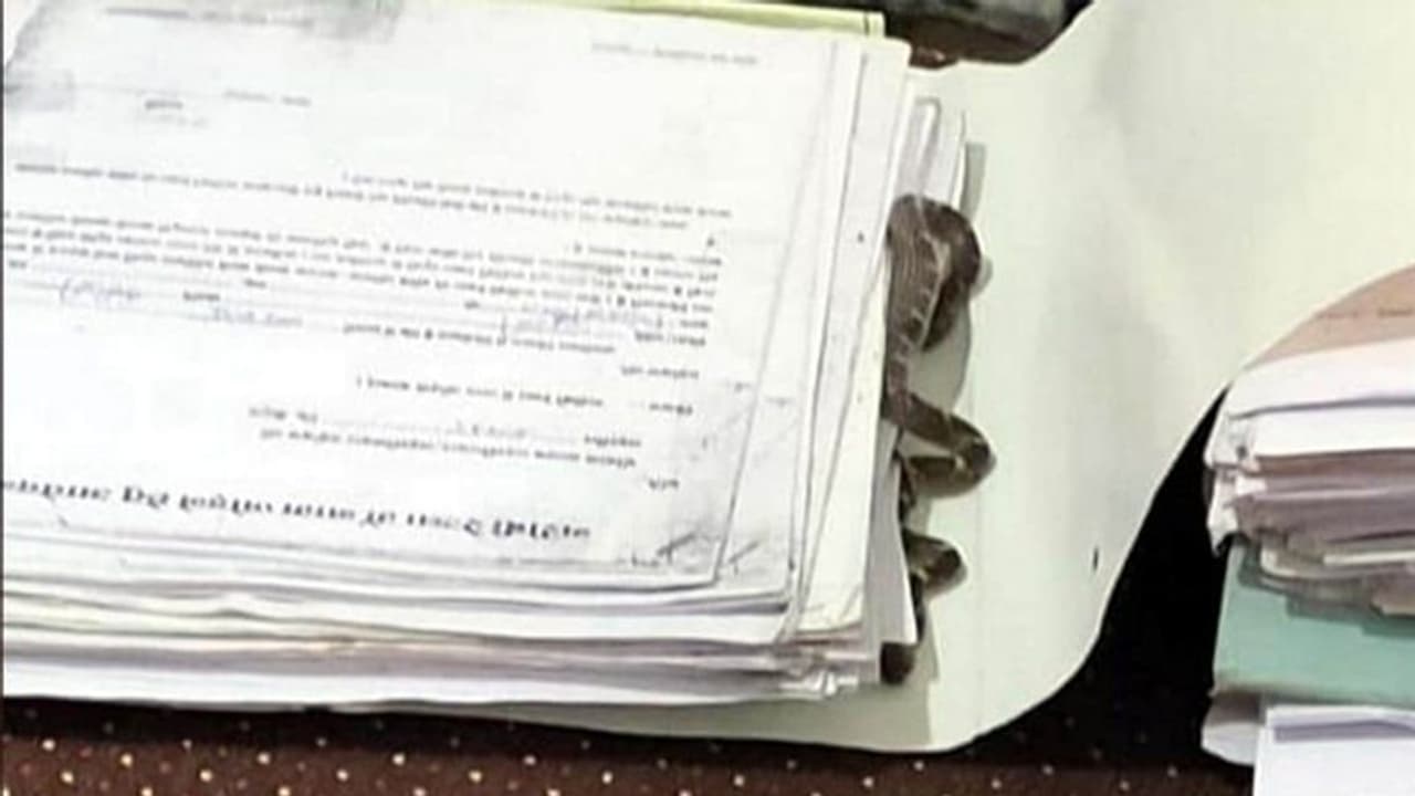 फाइल खोलते ही तहसीलदार मैडम के उड़े होश, चीखते चिल्लाते कुर्सी छोड़ भागीं..जिसने देखा यह सीन वो भी कांप गया