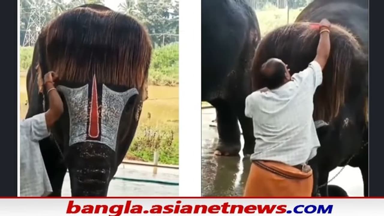 viral video: বব কাট চুল আঁচড়ে দিচ্ছে মাহুত, পা মুড়ে বসে সাহায্য হাতির viral video: বব কাট চুল আঁচড়ে দিচ্ছে মাহুত, পা মুড়ে বসে সাহায্য হাতির