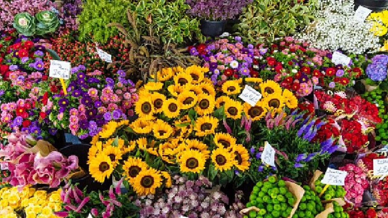 বাহারি ফুলের চাষে উপার্জনের বিকল্প পথ খোঁজায় নজির গড়েছে খিড়াই