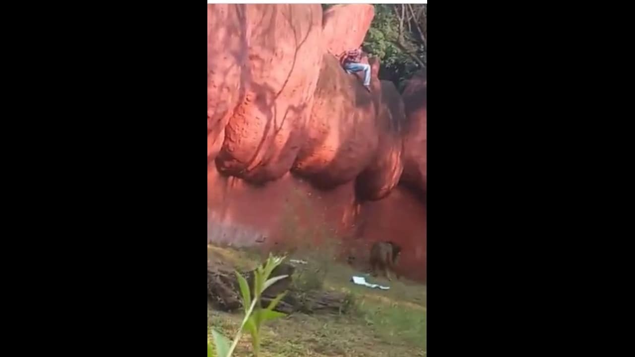 Hyderabad | இப்படியுமா தற்கொலை முயற்சி பண்ணுவாங்க? ; சிங்கத்தின் குகையில் குதித்த இளைஞர் ; வைரல் வீடியோ உள்ளே Hyderabad | இப்படியுமா தற்கொலை முயற்சி பண்ணுவாங்க? ; சிங்கத்தின் குகையில் குதித்த இளைஞர் ; வைரல் வீடியோ உள்ளே