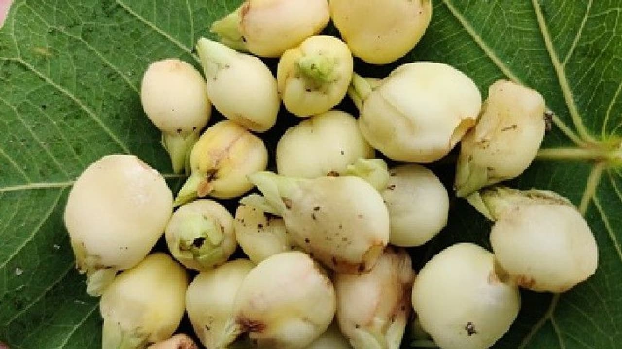 Mahua Liquor: ‘হেরিটেজ লিকার’ এর তকমা পেল মহুয়া মদ, মধ্যপ্রদেশে বৈধ হল এই নেশা দ্রব্য