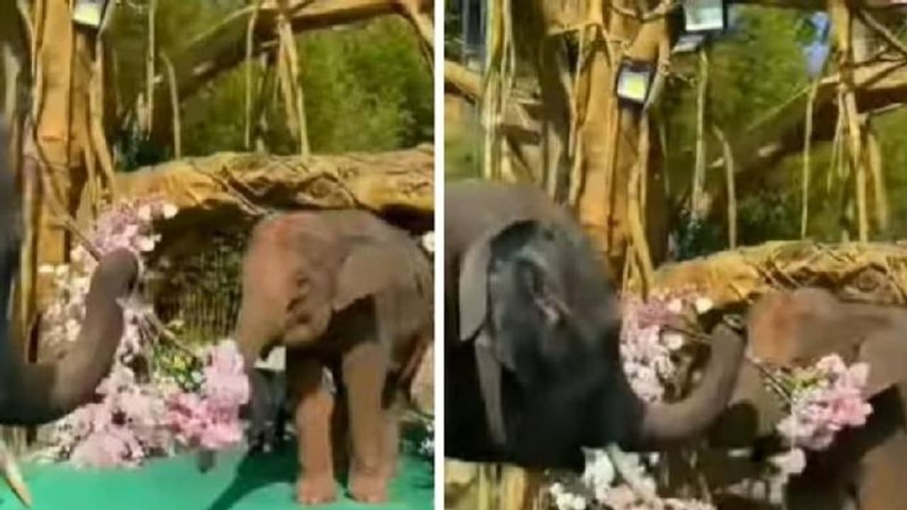 'വിൽ യൂ ബീ മൈ ഗേൾഫ്രണ്ട്?' പൂക്കളുമായി പെണ്ണാനയെ പ്രൊപ്പോസ് ചെയ്ത് ആണാന, വൈറലായി വീഡിയോ 'വിൽ യൂ ബീ മൈ ഗേൾഫ്രണ്ട്?' പൂക്കളുമായി പെണ്ണാനയെ പ്രൊപ്പോസ് ചെയ്ത് ആണാന, വൈറലായി വീഡിയോ