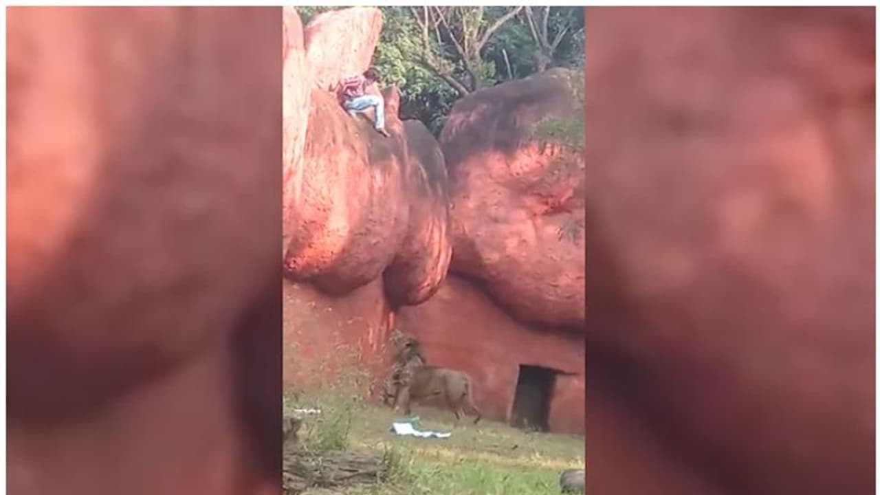 Lion : സിംഹമടയില് യുവാവിന്റെ സാഹസികത, ജീവന് തിരിച്ചുകിട്ടിയത് ഭാഗ്യം; ഞെട്ടിക്കും വീഡിയോ Lion : സിംഹമടയില് യുവാവിന്റെ സാഹസികത, ജീവന് തിരിച്ചുകിട്ടിയത് ഭാഗ്യം; ഞെട്ടിക്കും വീഡിയോ