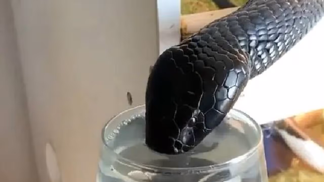 കയ്യിലെ ഗ്ലാസിൽ നിന്നും വെള്ളം വലിച്ചു കുടിക്കുന്ന കറുത്ത മൂർഖൻ, വൈറലായി വീഡിയോ കയ്യിലെ ഗ്ലാസിൽ നിന്നും വെള്ളം വലിച്ചു കുടിക്കുന്ന കറുത്ത മൂർഖൻ, വൈറലായി വീഡിയോ