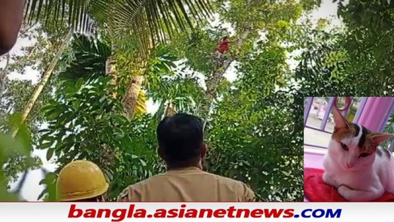 Pet cat rescued: মগডালে বিড়াল, ব্যর্থ দমকল জীবনের ঝুঁকি নিয়ে 'সানি'কে উদ্ধার করলেন যুবক Pet cat rescued: মগডালে বিড়াল, ব্যর্থ দমকল জীবনের ঝুঁকি নিয়ে 'সানি'কে উদ্ধার করলেন যুবক