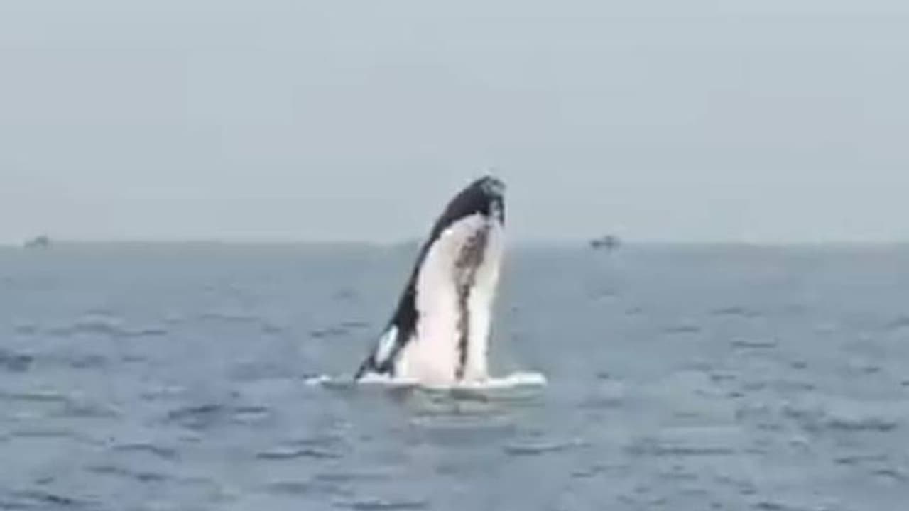 ഉയര്ന്നുപൊന്തിയ തിമിംഗലം ബോട്ടിലിടിച്ചു, തെറിച്ച് വീണ് മത്സ്യബന്ധന തൊഴിലാളികൾ, ദാരുണാന്ത്യം ഉയര്ന്നുപൊന്തിയ തിമിംഗലം ബോട്ടിലിടിച്ചു, തെറിച്ച് വീണ് മത്സ്യബന്ധന തൊഴിലാളികൾ, ദാരുണാന്ത്യം