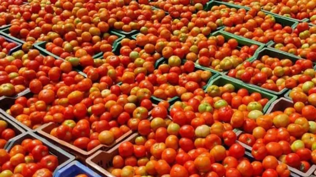 Tomato rate crashes: Rate comes down to Rs 40 from Rs 100