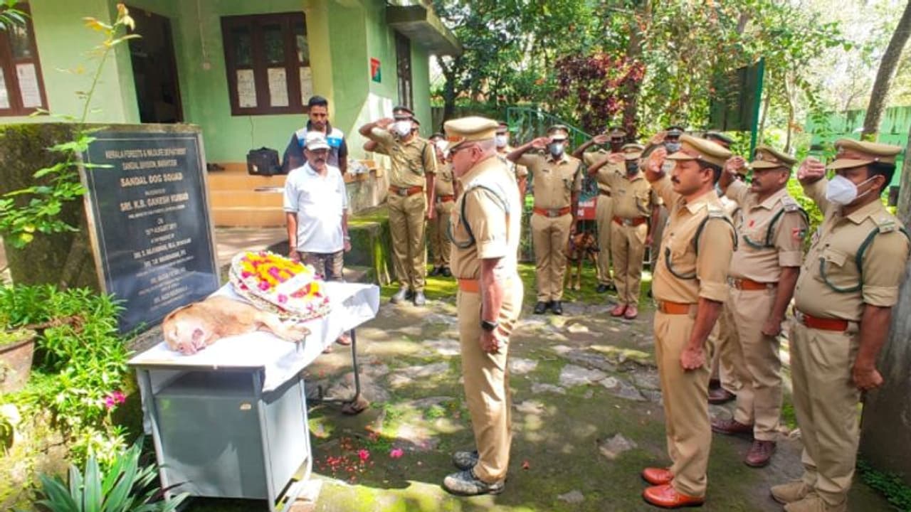 2011 മുതല് ചന്ദന കൊള്ളക്കാരുടെ പേടിസ്വപ്നം; ഒടുവില് കിച്ചുവിന് മടക്കം 2011 മുതല് ചന്ദന കൊള്ളക്കാരുടെ പേടിസ്വപ്നം; ഒടുവില് കിച്ചുവിന് മടക്കം