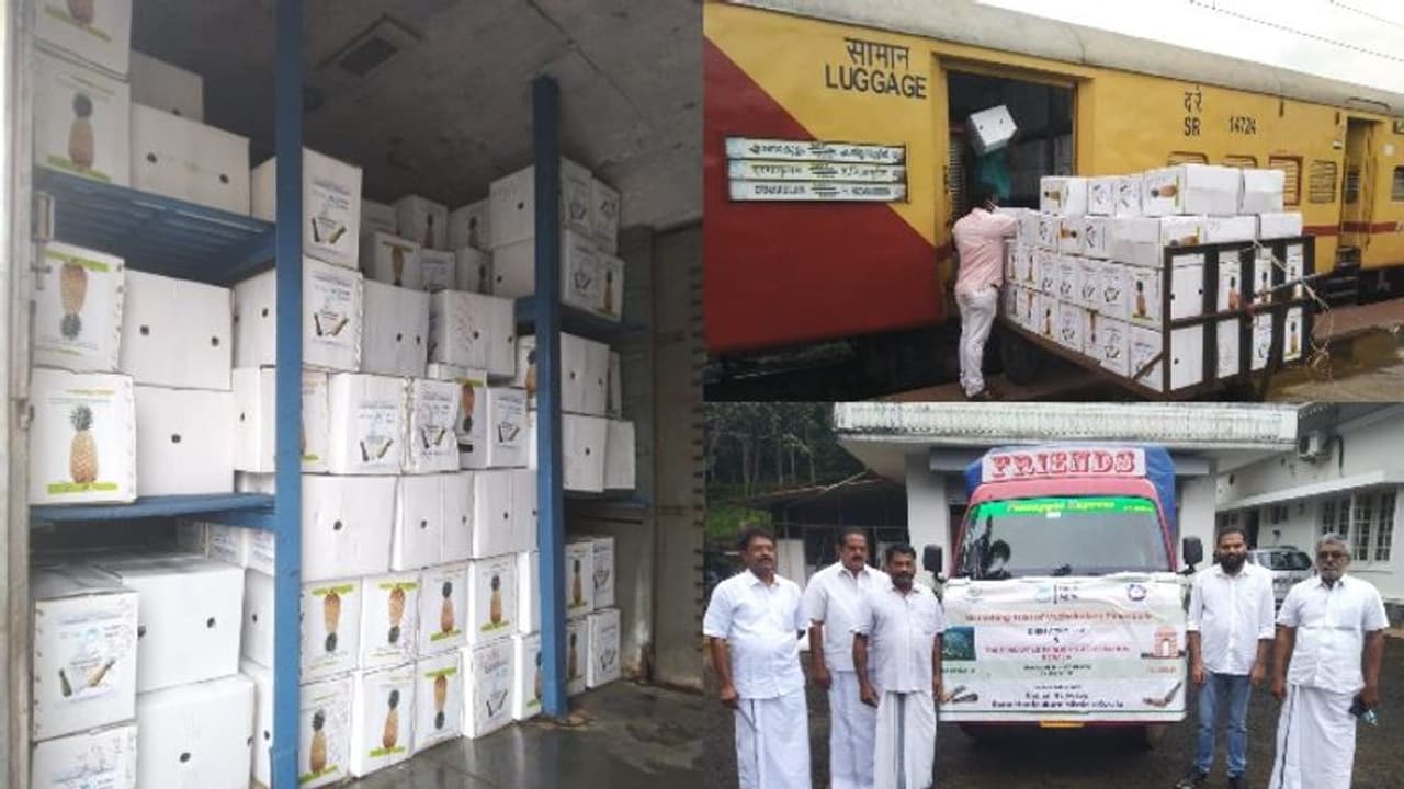Kerala Pineapple : കേരള കൈതച്ചക്ക 50 മണിക്കൂറിൽ ട്രെയിനിൽ ദില്ലിയിലെത്തും; വൻ വിജയവുമായി വാഴക്കുളത്തെ കർഷകർ Kerala Pineapple : കേരള കൈതച്ചക്ക 50 മണിക്കൂറിൽ ട്രെയിനിൽ ദില്ലിയിലെത്തും; വൻ വിജയവുമായി വാഴക്കുളത്തെ കർഷകർ
