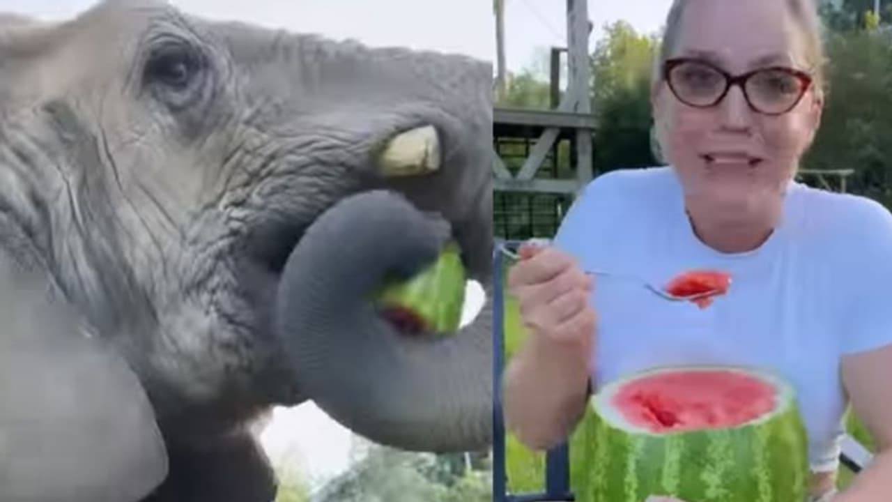 Viral Video : യുവതിയുടെ കൈയിൽ നിന്ന് തണ്ണിമത്തന്‍ തട്ടിയെടുക്കുന്ന ആന; വീഡിയോ