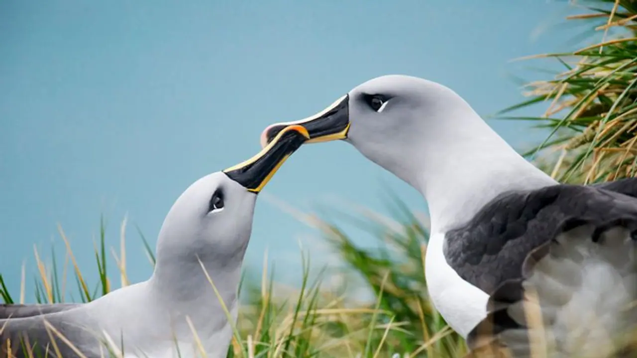 Climate Change: ಪಕ್ಷಿಗಳಲ್ಲೂ ಡೈವೋರ್ಸ್: ಹೊಸ ಸಂಗಾತಿ ಹುಡುಕುತ್ತಿರುವ ಕಡಲು ಕೋಳಿಗಳು!