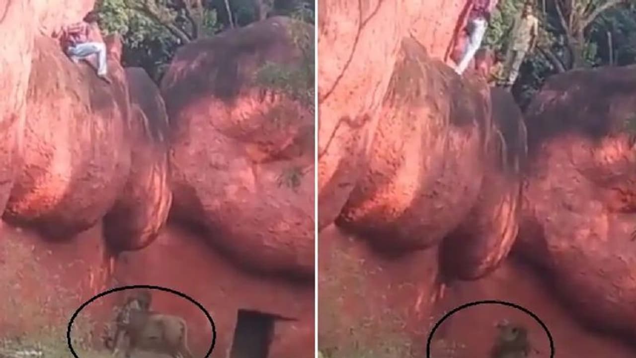 Viral Video : തലനാരിഴയ്ക്ക് രക്ഷ; സിംഹക്കൂട്ടില്‍ ചാടിയ യുവാവിന്റെ വീഡിയോ