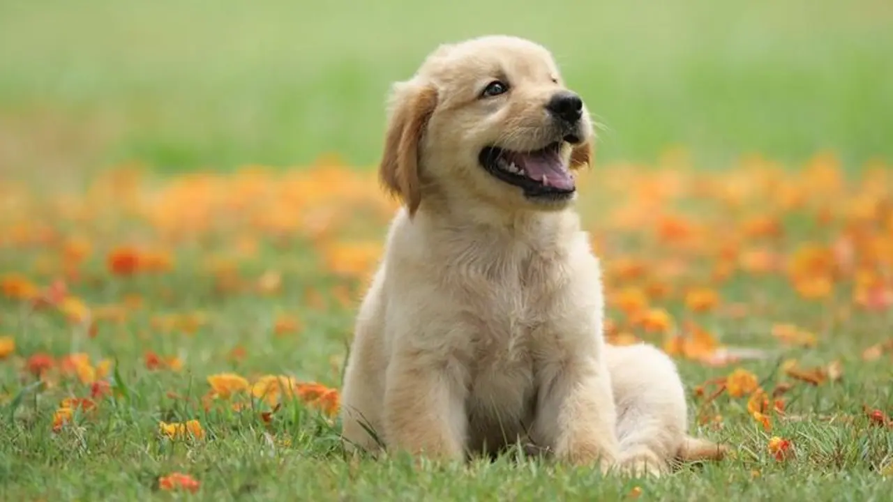 Viral Video: পার্কে পড়ে গিয়ে অচৈতন্য সারমেয়, নতুন জীবন দান নেটপাড়ার 'হিরো' র Viral Video: পার্কে পড়ে গিয়ে অচৈতন্য সারমেয়, নতুন জীবন দান নেটপাড়ার 'হিরো' র