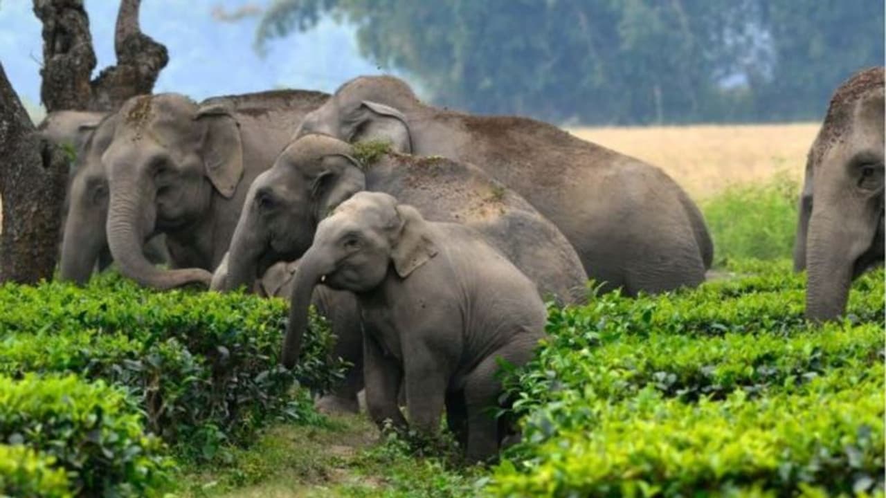 Bandipura Elephant Camp : ಉಪಟಳ ನೀಡುತ್ತಿದ್ದ 8 ಸಾಕಾನೆ ಬಂಡೀಪುರಕ್ಕೆ
