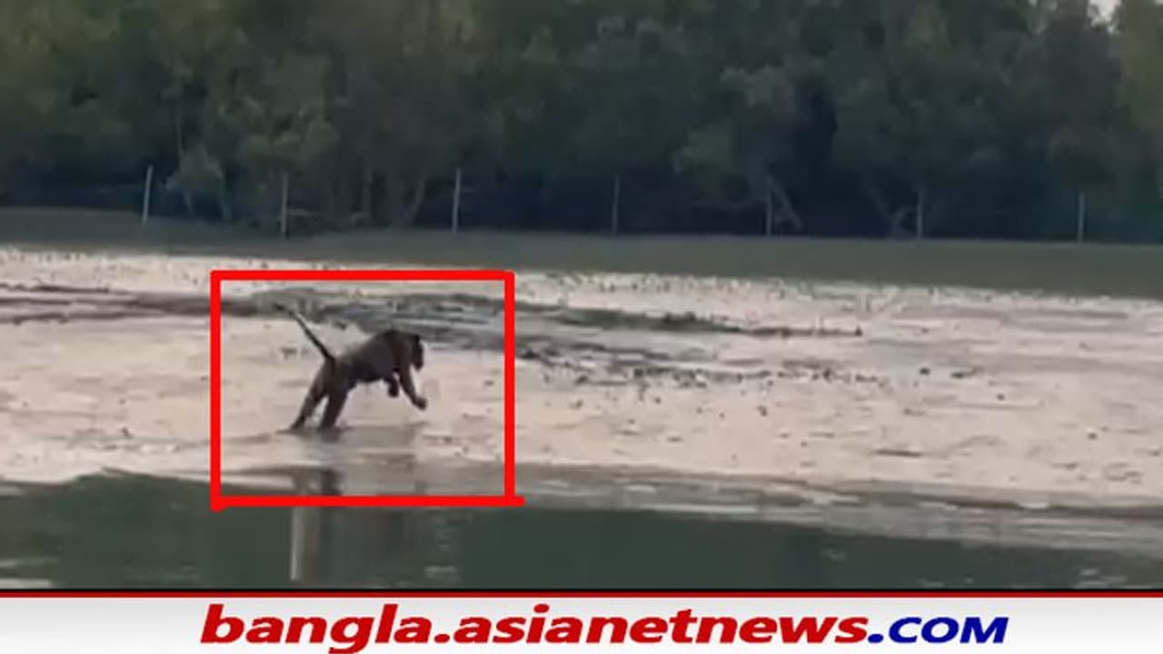 Sundarban: শীতের আমেজ মেখে জঙ্গলের বাইরে আনাগোনা রয়েল বেঙ্গল টাইগারের, খুশি সুন্দরবনের পর্যটকেরা Sundarban: শীতের আমেজ মেখে জঙ্গলের বাইরে আনাগোনা রয়েল বেঙ্গল টাইগারের, খুশি সুন্দরবনের পর্যটকেরা