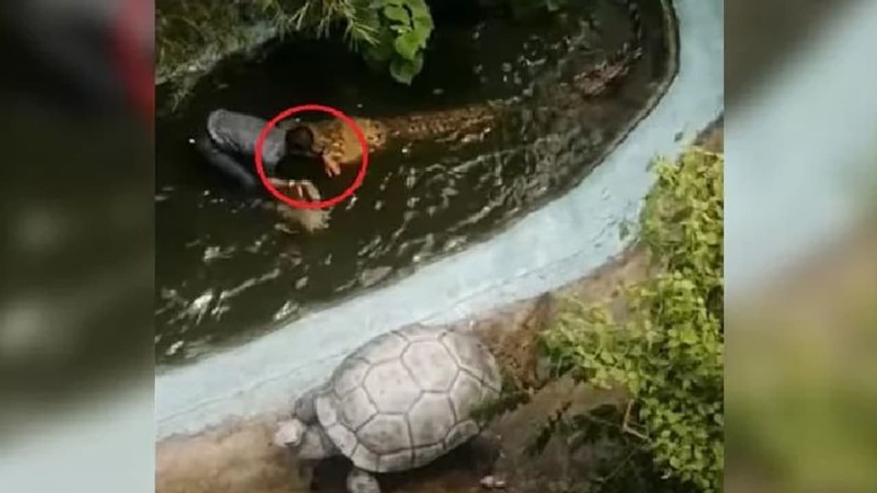 Viral Video : സെല്‍ഫിയെടുക്കാന്‍ ശ്രമിക്കുന്നതിനിടെ ചീങ്കണ്ണിയുടെ ആക്രമണം; വീഡിയോ...