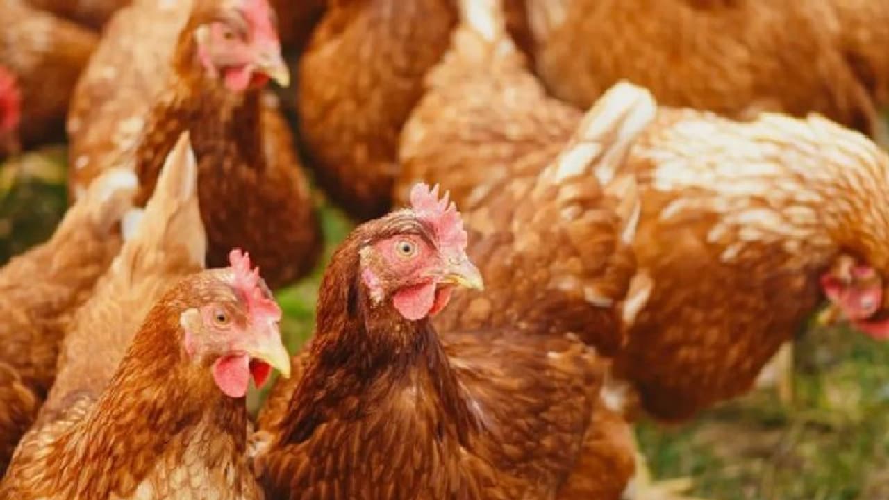 Poultry Farm : 'ഡിജെ പാര്ട്ടിയുടെ ശബ്ദം കേട്ട് 63 കോഴികള് ചത്തു'; പരാതിയുമായി കര്ഷകന് Poultry Farm : 'ഡിജെ പാര്ട്ടിയുടെ ശബ്ദം കേട്ട് 63 കോഴികള് ചത്തു'; പരാതിയുമായി കര്ഷകന്