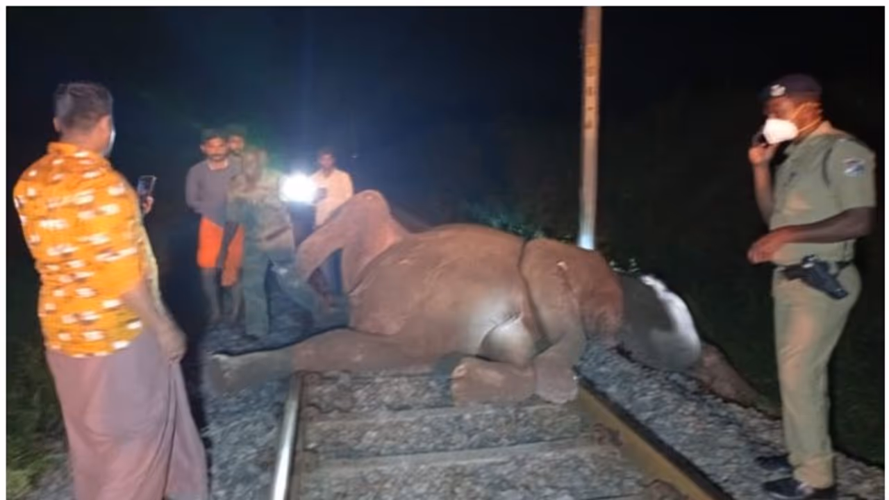Elephant : ട്രെയിനിടിച്ചു കാട്ടാനകൾ ചരിഞ്ഞ സംഭവം; തമ്മിലടിച്ച് തമിഴ്നാട് വനം വകുപ്പും റെയിൽവേയും