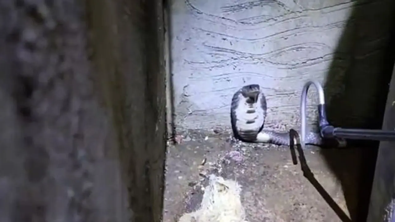 Shocking: बाथरूम के अंदर बैठा था खतरनाक जहर उगलने वाला कोबरा, डर के मारे घर से भागा पूरा परिवार