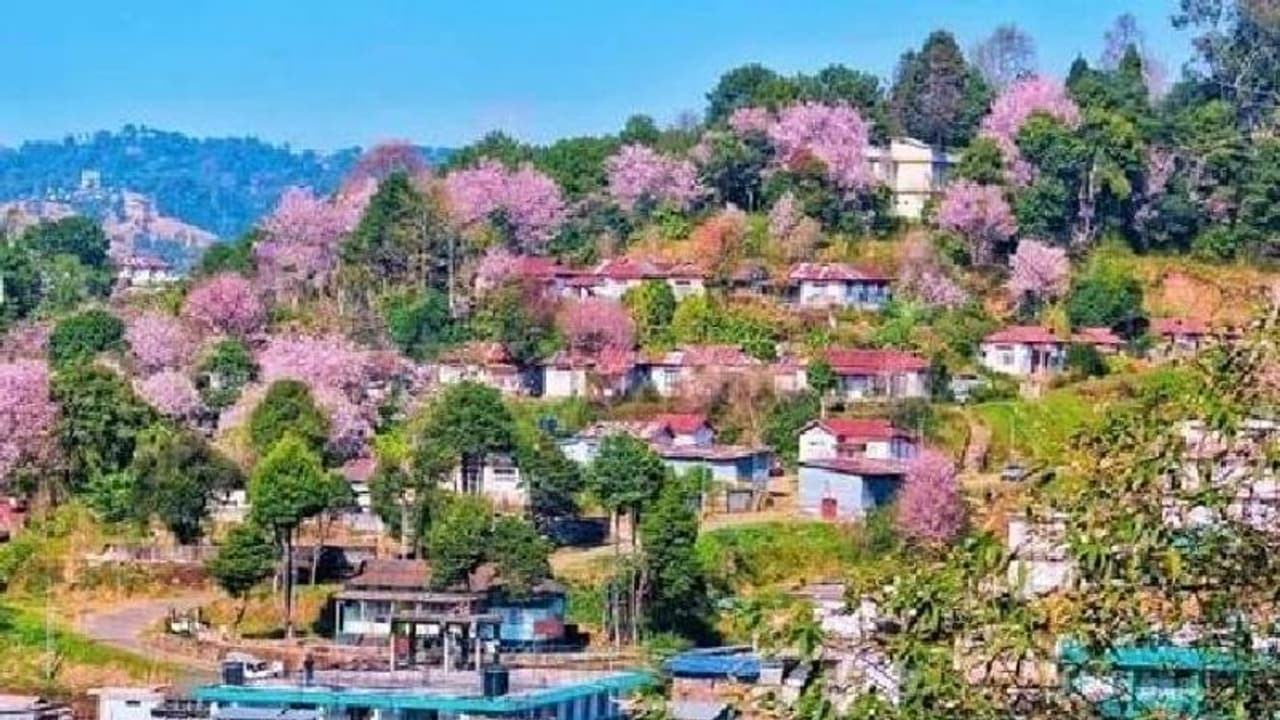 ഷില്ലോംഗിൽ ഇത് ചെറിവസന്ത കാലം, നാടും നഗരവും പൂവിട്ടു ഷില്ലോംഗിൽ ഇത് ചെറിവസന്ത കാലം, നാടും നഗരവും പൂവിട്ടു