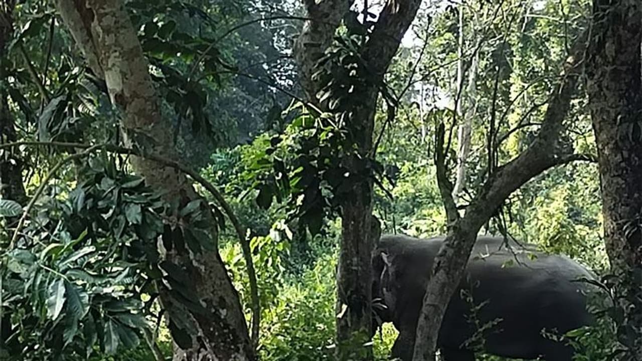 അട്ടപ്പാടിയിൽ ആദിവാസി വിദ്യാർത്ഥിയെ കാട്ടാന ചവിട്ടിക്കൊന്നു അട്ടപ്പാടിയിൽ ആദിവാസി വിദ്യാർത്ഥിയെ കാട്ടാന ചവിട്ടിക്കൊന്നു