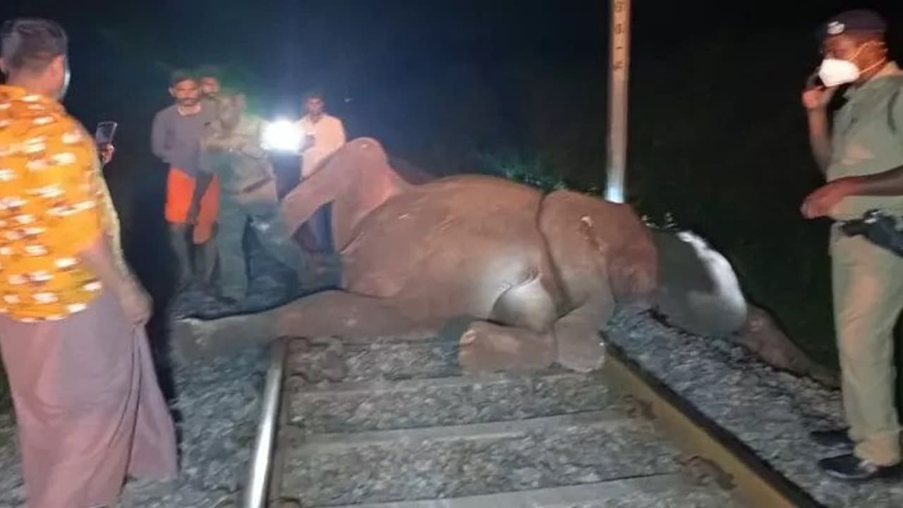 Elephant : ട്രെയിനിടിച്ച് കാട്ടാനകൾക്ക് അപകടം, തടയാൻ റെയിൽവേയും വനംവകുപ്പും ഒരുമിച്ച് പ്രവർത്തിക്കും