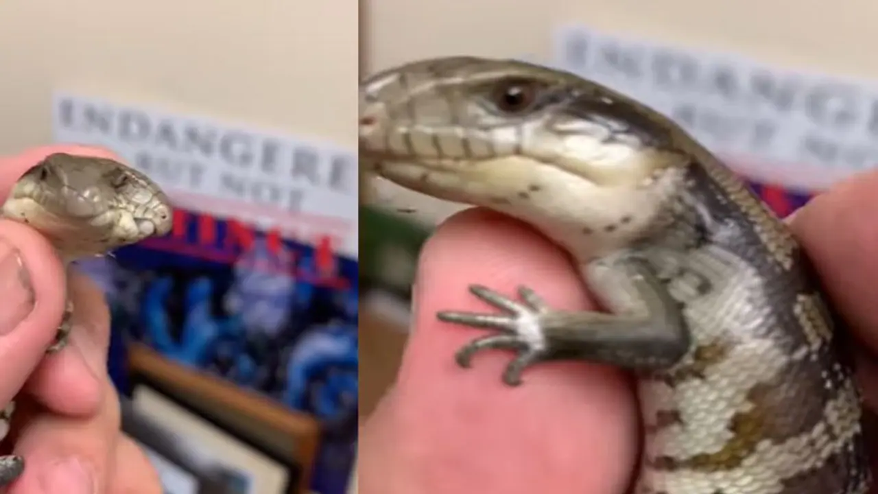 Shocking Video:दो सिर नीली जीभ, ऐसी छिपकली शायद ही कभी देखी होगी, वीडियो हुआ वायरल Shocking Video:दो सिर नीली जीभ, ऐसी छिपकली शायद ही कभी देखी होगी, वीडियो हुआ वायरल