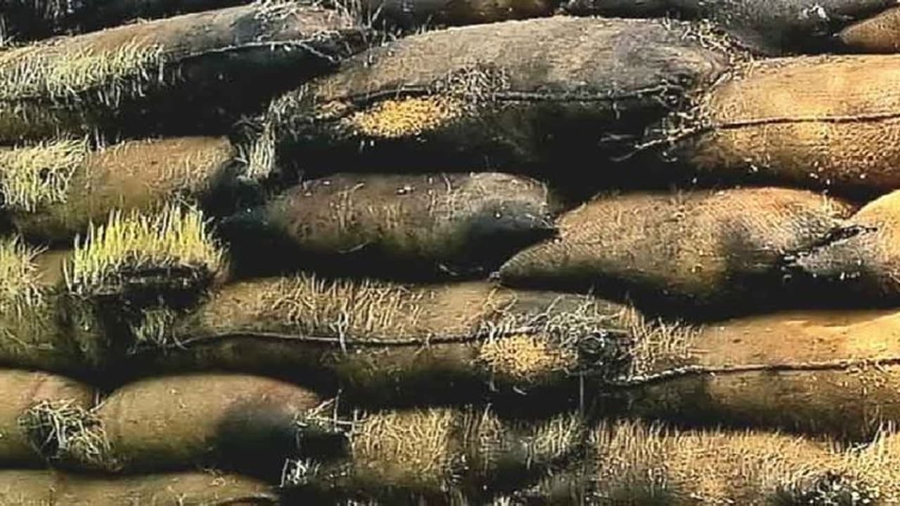 அரசு குடோனில் தொடரும் அவல நிலை… வயிறெரியும் திருவரூர் விவசாயிகள்!! அரசு குடோனில் தொடரும் அவல நிலை… வயிறெரியும் திருவரூர் விவசாயிகள்!!