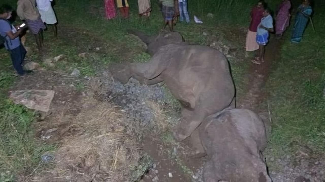 இரயில் ஓட்டுநர் மீது பாய்ந்தது வழக்கு கர்ப்பிணி யானை பலியான சம்பவத்தில் திடீர் திருப்பம் இரயில் ஓட்டுநர் மீது பாய்ந்தது வழக்கு கர்ப்பிணி யானை பலியான சம்பவத்தில் திடீர் திருப்பம்