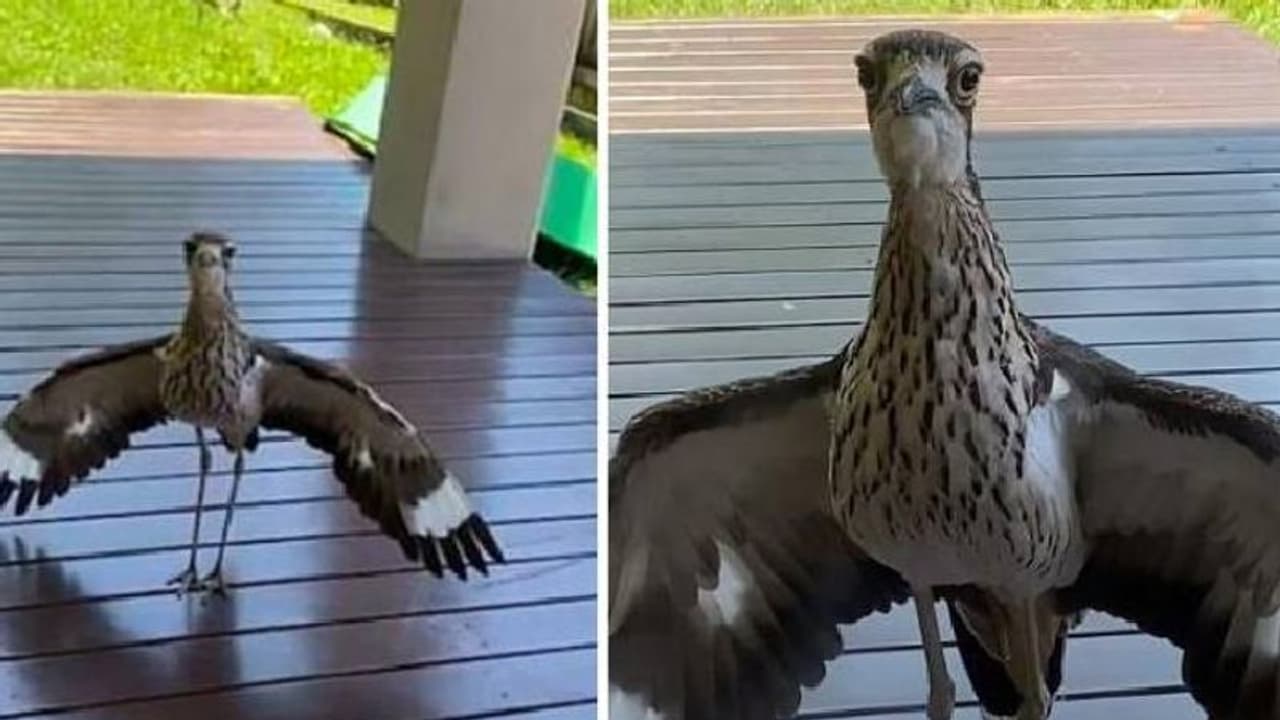 സ്വന്തം വീട്ടിൽ നിന്നും യുവാവിനെ പുറത്തുപോകാൻ അനുവദിക്കാതെ പക്ഷി, ആകെ കുടുങ്ങി യുവാവ് സ്വന്തം വീട്ടിൽ നിന്നും യുവാവിനെ പുറത്തുപോകാൻ അനുവദിക്കാതെ പക്ഷി, ആകെ കുടുങ്ങി യുവാവ്