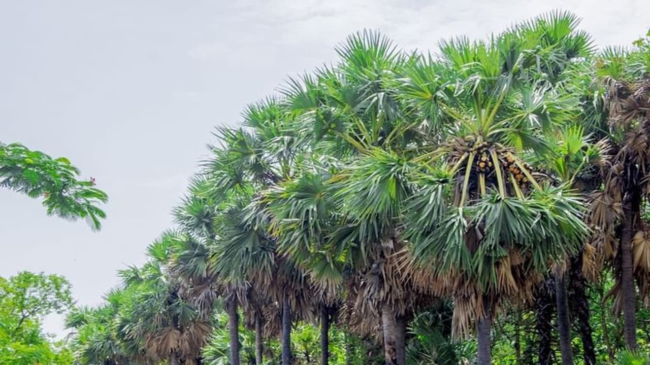 திருச்சியில் கள் விற்ற நபர் கைது; அதிகாரிகள் நடவடிக்கை