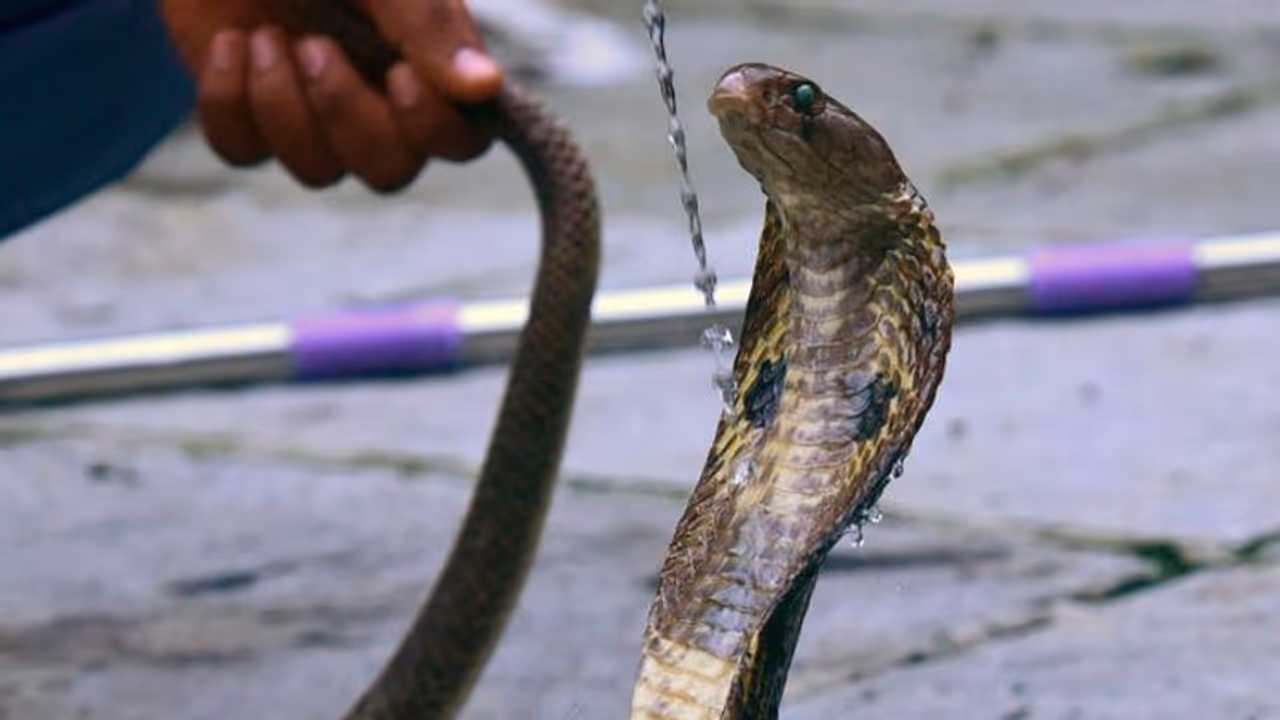 Maryland : ಹಾವುಗಳಿಗೆ ಬೆಂಕಿ ಇಟ್ಟ, 13 ಕೋಟಿ ಬೆಲೆಬಾಳುವ ತನ್ನದೇ ಮನೆ ಸುಟ್ಟು ಕೆಟ್ಟ!