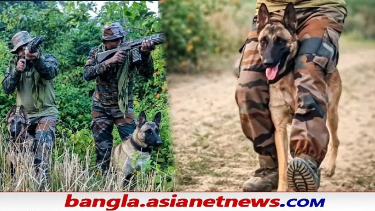 Army Dogs: ভারতীয় সেনায় বেলজিয়ান মেলিনোইস, এই প্রজাতির কুকুর কামড়ের জন্য বিখ্য়াত