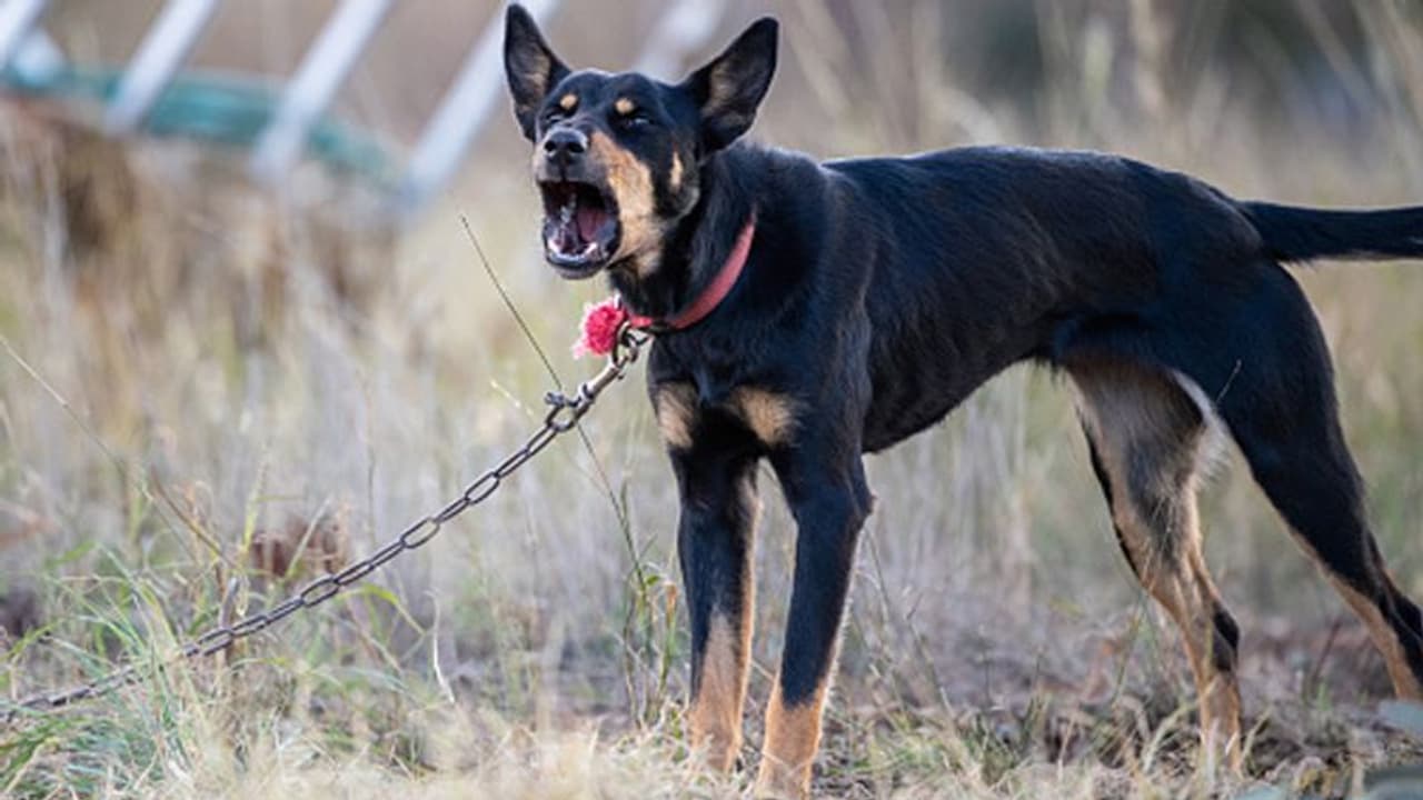 ऐसी मां किसी को न मिले: 3 बच्चों को कुत्ते की चेन से पीटती थी कई दिनों तक भूखा रखती, चाहती थी कि वे मर जाए ऐसी मां किसी को न मिले: 3 बच्चों को कुत्ते की चेन से पीटती थी कई दिनों तक भूखा रखती, चाहती थी कि वे मर जाए