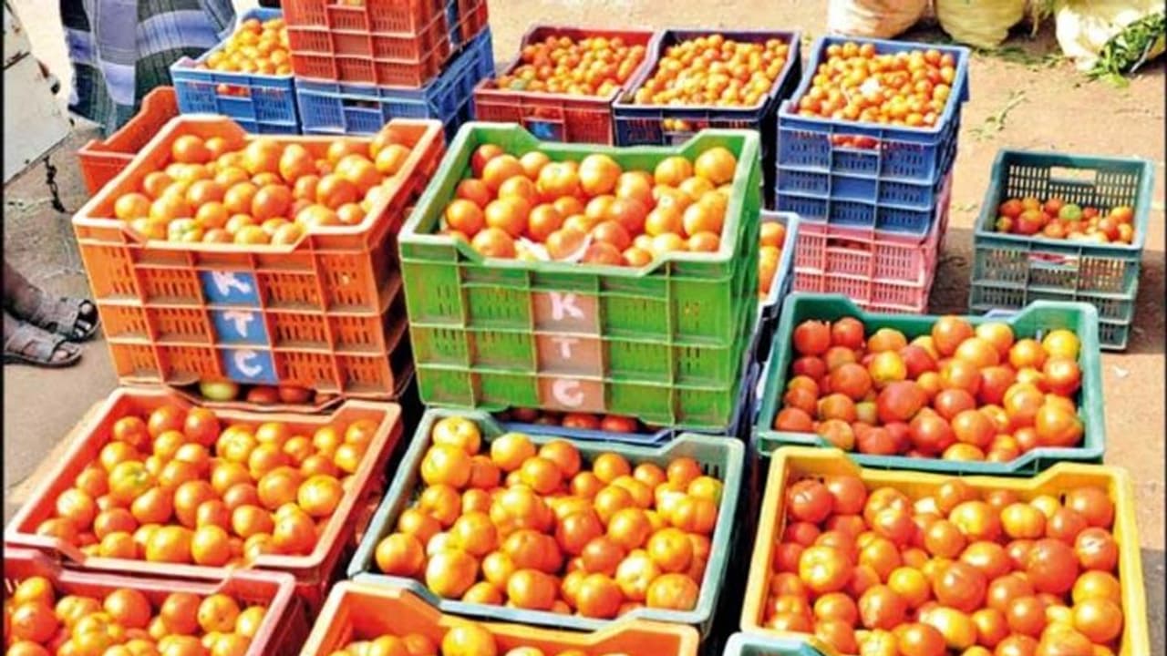 TN Agri Budget 2022: தக்காளி விவசாயத்துக்கு இப்படிஒரு திட்டமா! இஞ்சி,பூண்டு சாகுபடிக்கு முக்கியத்துவம்