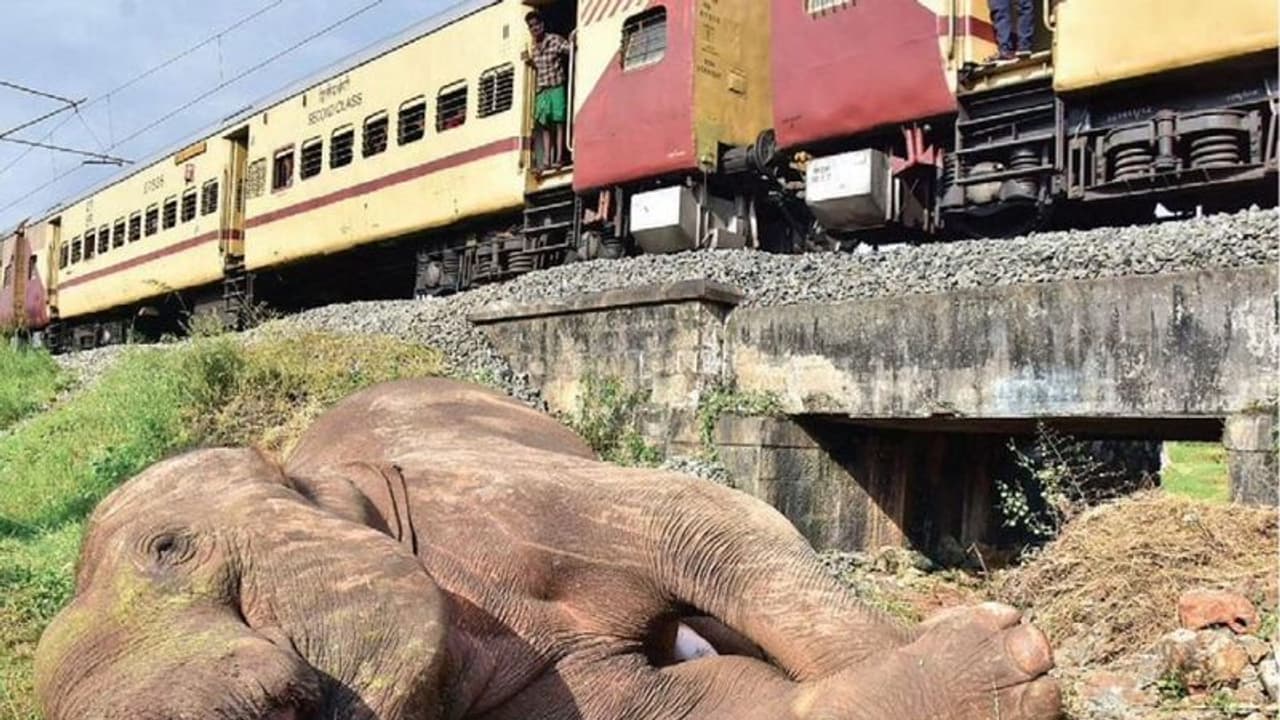 “இனி இது நடக்காது..” ரயில் மோதி ‘யானை’ இறந்த விவகாரம்.. வருத்தம் தெரிவித்த தென்னக ரயில்வே..