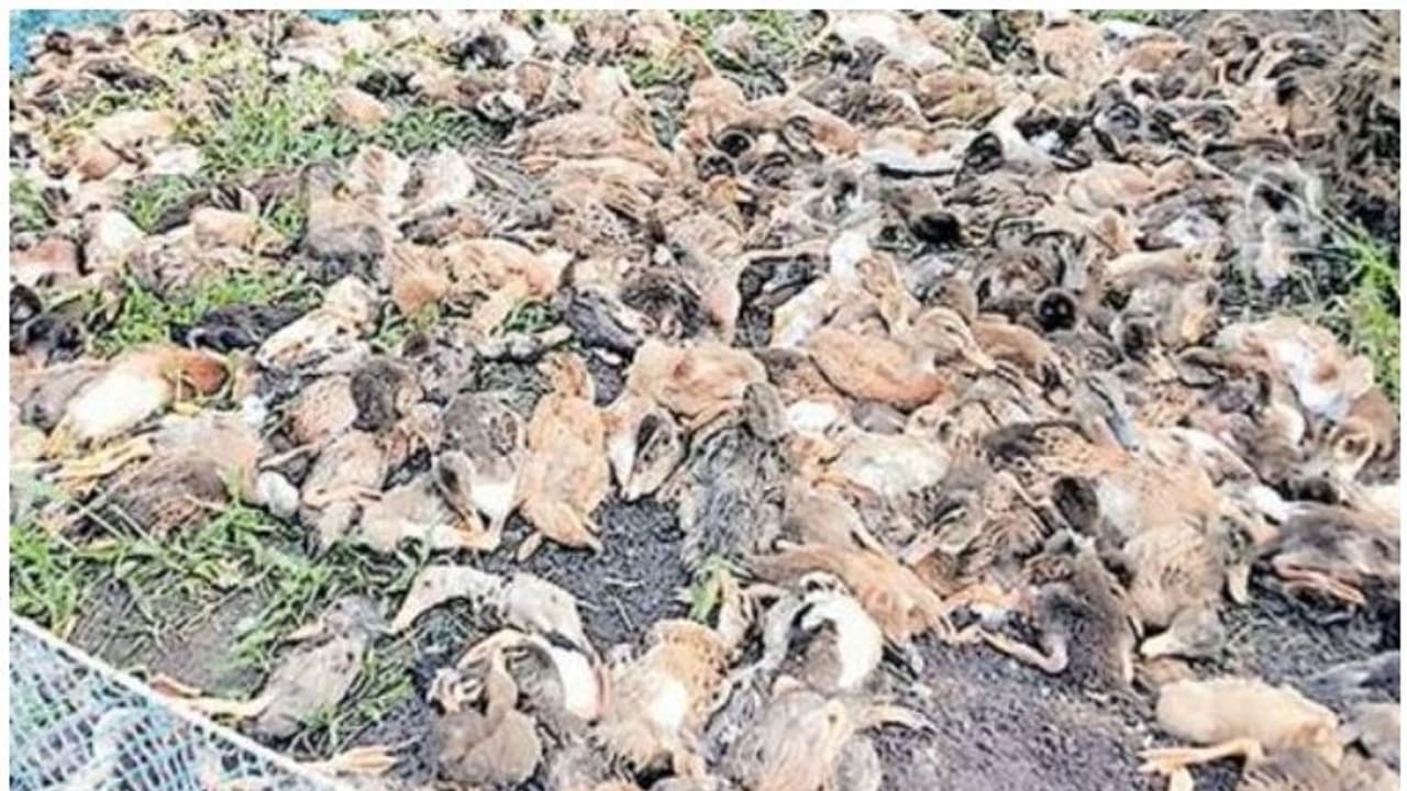 ഒമ്പതിനായിരത്തോളം താറാവുകള് കൂട്ടത്തോടെ ചത്തു; പക്ഷിപ്പനിയെന്ന് സംശയം ഒമ്പതിനായിരത്തോളം താറാവുകള് കൂട്ടത്തോടെ ചത്തു; പക്ഷിപ്പനിയെന്ന് സംശയം