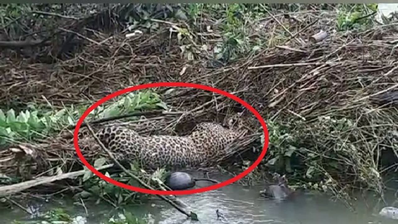 வெள்ளத்தில் அடித்து வரப்பட்ட சிறுத்தை… நெல்லையில் பரபரப்பு!! வெள்ளத்தில் அடித்து வரப்பட்ட சிறுத்தை… நெல்லையில் பரபரப்பு!!