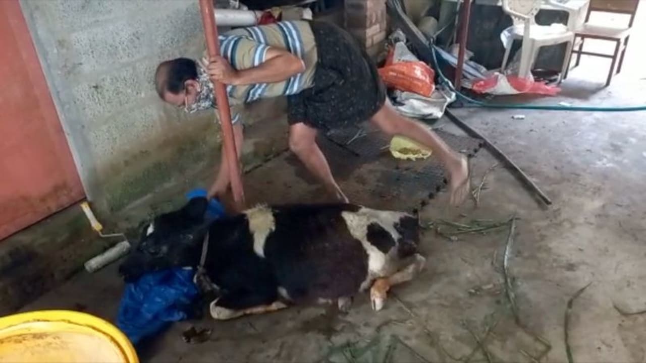 ഏലത്തോട്ടയുടമയുടെ അടിയേറ്റ് നട്ടെല്ല് തകര്‍ന്ന പശുക്കിടാവ് ചത്തു