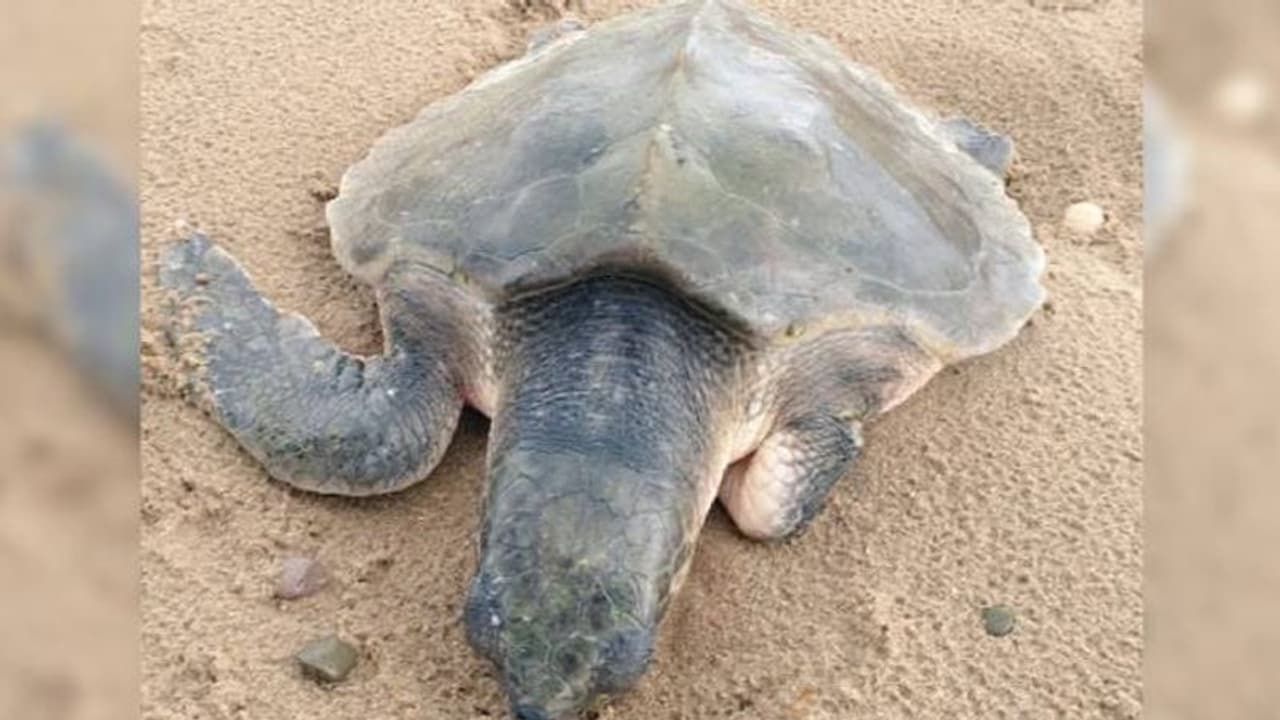 Kemp's Ridley turtle : കൊടുങ്കാറ്റിൽ കടലാമ ഒഴുകിയെത്തിയത് 6,400 കിലോമീറ്ററപ്പുറം, ജീവൻ രക്ഷിക്കാൻ തീവ്രപരിചരണം
