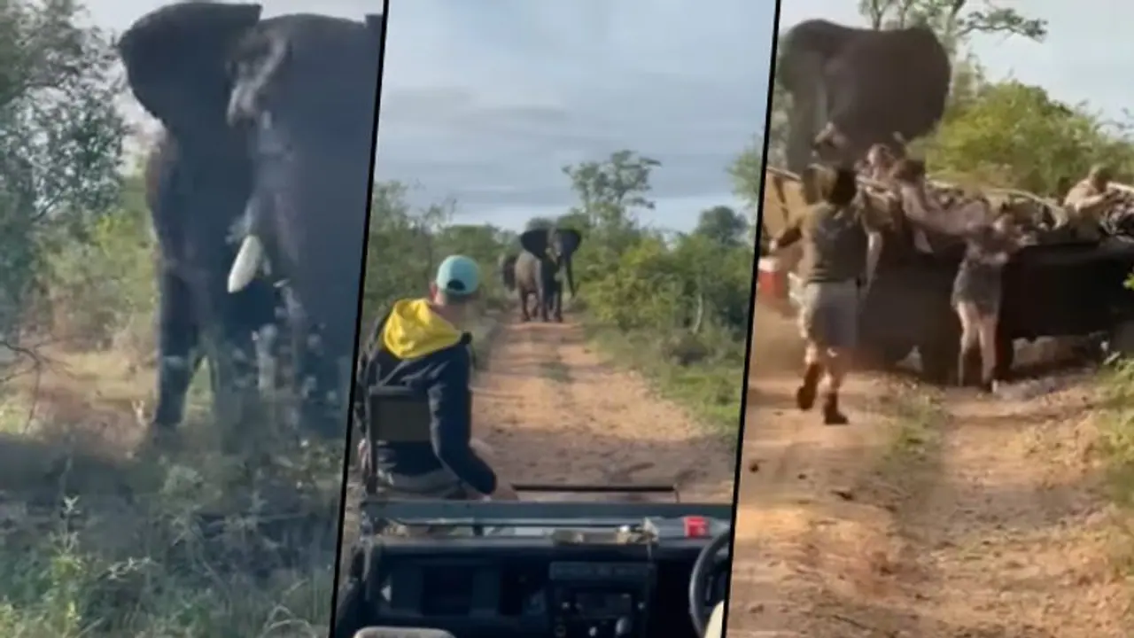 Bull elephant charges safari truck in South Africa; terrifying video goes viral