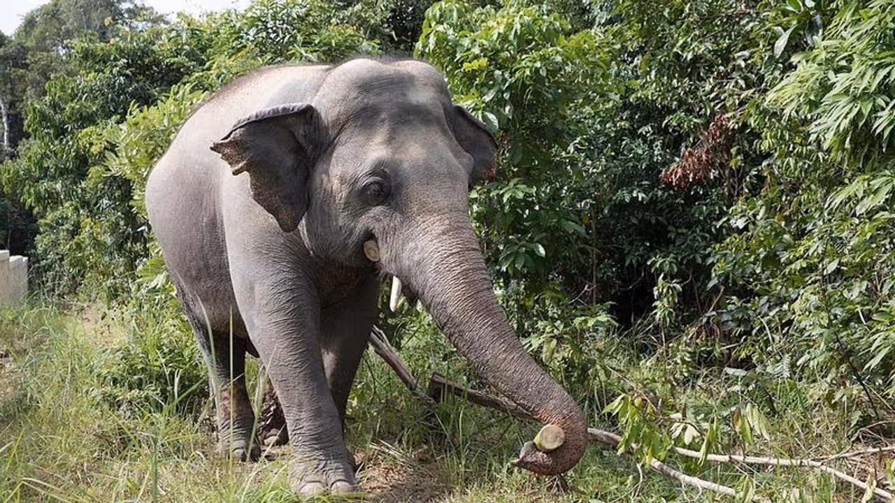పగబట్టిన ఏనుగు.. వృద్ధురాలిని తొక్కి చంపి.. అంత్యక్రియలకు వచ్చి, చితిపై నుంచి శవాన్ని విసిరేసి.. పగబట్టిన ఏనుగు.. వృద్ధురాలిని తొక్కి చంపి.. అంత్యక్రియలకు వచ్చి, చితిపై నుంచి శవాన్ని విసిరేసి..